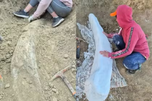 Hallaron en Miramar un colmillo f&oacute;sil de la Era del Hielo