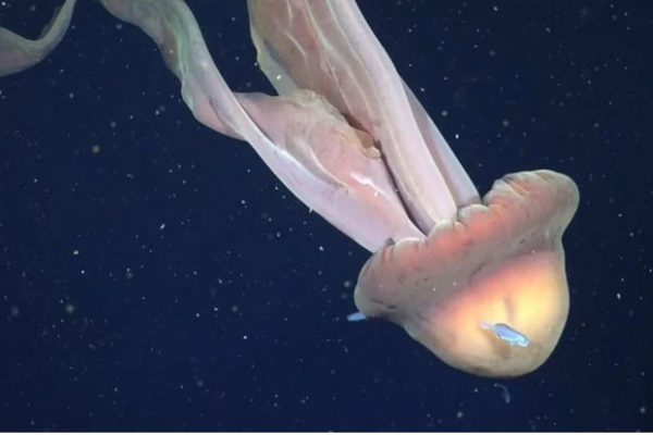 Cient&iacute;ficos del CONICET filmaron una medusa gigante en el Mar Argentino