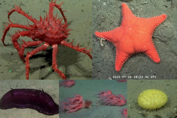 Exploraci&oacute;n hist&oacute;rica: el Conicet transmite en vivo el fondo del Mar Argentino a 3.900 metros
