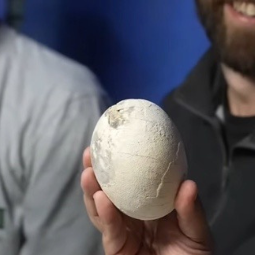 Cient&iacute;ficos del Conicet hallaron un nido de huevos de dinosaurio carn&iacute;voro en R&iacute;o Negro